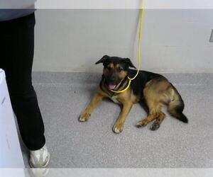Rottweiler-Unknown Mix Dogs for adoption in Pasadena, TX, USA