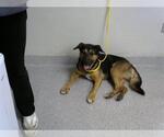 Small Rottweiler Mix