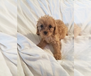 Cavapoo Puppy for sale in CHARLES CITY, IA, USA
