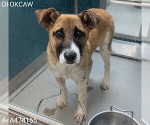 German Shepherd Dog-Unknown Mix Dogs for adoption in Oklahoma City, OK, USA