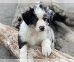 Small Photo #11 Border Collie Puppy For Sale in EVERETT, WA, USA