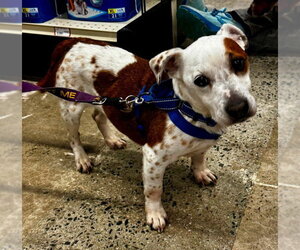 Mutt Dogs for adoption in Fairfax, VA, USA