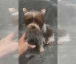 Small Yorkshire Terrier