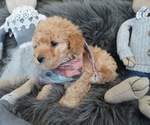 Small Photo #5 Poodle (Miniature) Puppy For Sale in HONEY BROOK, PA, USA