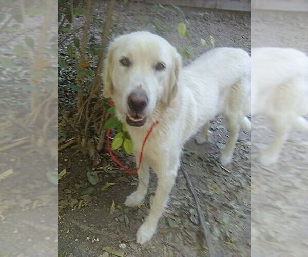 Medium Photo #3 Great Pyrenees Puppy For Sale in Spring, TX, USA