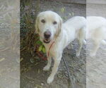 Small #2 Great Pyrenees