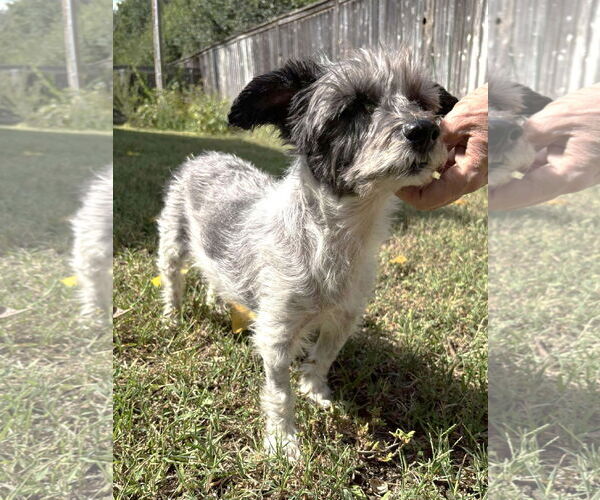 Medium Photo #13 Mutt Puppy For Sale in Boonton, NJ, USA