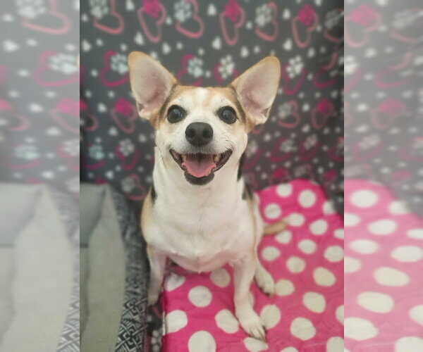 Medium Photo #2 Chihuahua Puppy For Sale in Pacolet, SC, USA