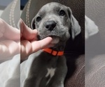 Small Photo #11 Great Dane Puppy For Sale in OGDEN, UT, USA