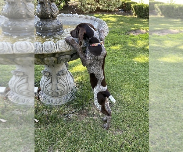 Medium Photo #8 German Shorthaired Pointer Puppy For Sale in SAN DIEGO, CA, USA
