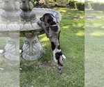 Small Photo #8 German Shorthaired Pointer Puppy For Sale in SAN DIEGO, CA, USA