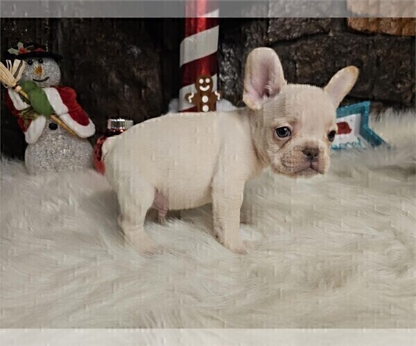 Medium Photo #10 French Bulldog Puppy For Sale in PEMBROKE PINES, FL, USA