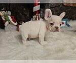 Small Photo #10 French Bulldog Puppy For Sale in PEMBROKE PINES, FL, USA