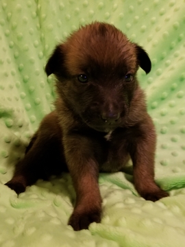 Medium Photo #1 Belgian Malinois Puppy For Sale in BERRY, AL, USA