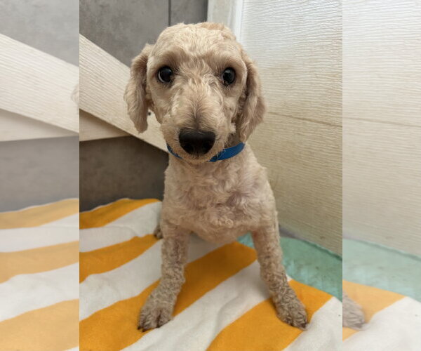 Medium Photo #3 Poodle (Miniature) Puppy For Sale in Pacolet, SC, USA