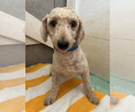 Small #2 Poodle (Miniature)