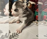 Small #28 Siberian Husky
