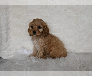 Cockapoo Puppy for sale in FRESNO, OH, USA