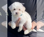 Small Photo #2 Maltipoo Puppy For Sale in BREA, CA, USA