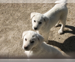 Akbash Dog Puppy for sale in CLIFTON, CO, USA