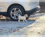 Small Photo #15 Goldendoodle Puppy For Sale in ATHENS, GA, USA
