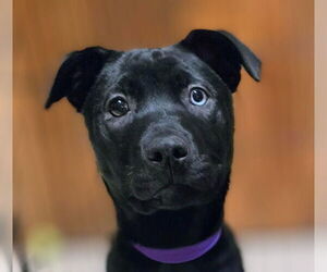 Shepradors Dogs for adoption in Minneapolis, MN, USA