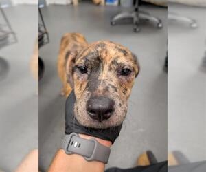 Black Mouth Cur-Labrador Retriever Mix Dogs for adoption in Corpus Christi, TX, USA