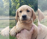 Small #2 Labrador Retriever