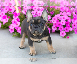 French Bulldog Puppy for sale in MILLERSBURG, IN, USA