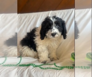 Miniature Bernedoodle Puppy for sale in INDIANAPOLIS, IN, USA