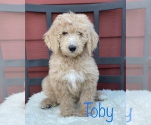 Goldendoodle Puppy for Sale in FORESTHILL, California USA