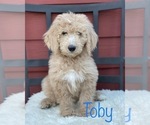 Image preview for Ad Listing. Nickname: Toby