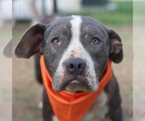 American Staffordshire Terrier Dogs for adoption in San Antonio, TX, USA
