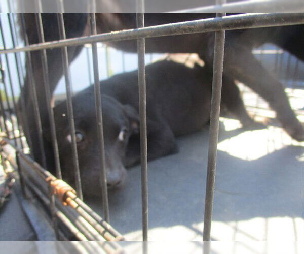 Medium Photo #1 Labrador Retriever-Unknown Mix Puppy For Sale in Ocala, FL, USA