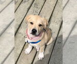 Small #6 Lab-Pointer