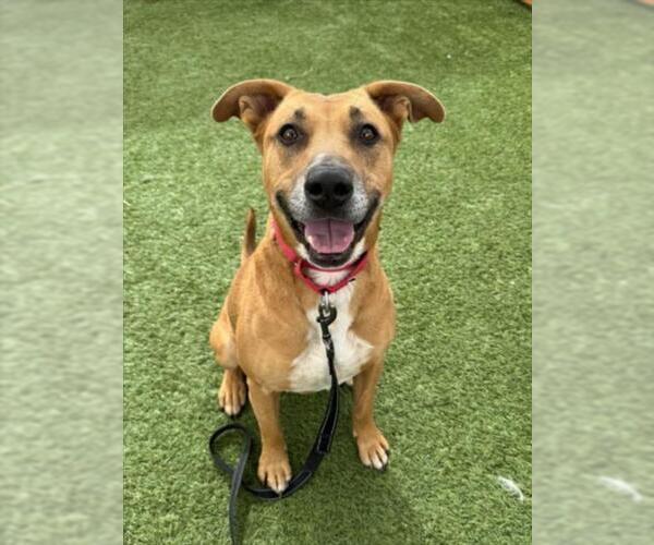 Medium Photo #3 Mutt Puppy For Sale in Las Vegas, NV, USA