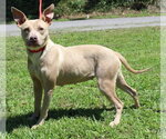 Small #1 Mutt