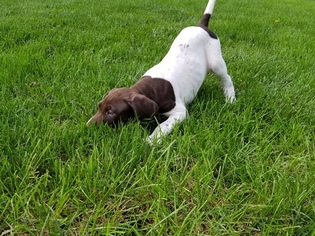 German Shorthaired Pointer Puppy for sale in ROSELLE, IL, USA