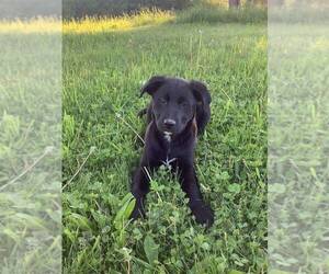 Labrador Retriever-Sheprador Mix Puppy for sale in HILLSBORO, WI, USA