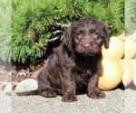 Small Photo #4 Labrador Retriever-Poodle (Toy) Mix Puppy For Sale in MYERSTOWN, PA, USA
