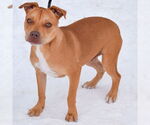 Small #1 American Staffordshire Terrier-Boxer Mix