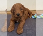 Small Photo #6 Goldendoodle (Miniature) Puppy For Sale in NORTHVILLE, MI, USA