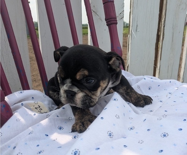 Medium Photo #6 English Bulldog Puppy For Sale in GOSHEN, IN, USA
