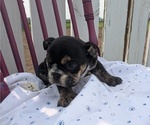 Small Photo #6 English Bulldog Puppy For Sale in GOSHEN, IN, USA