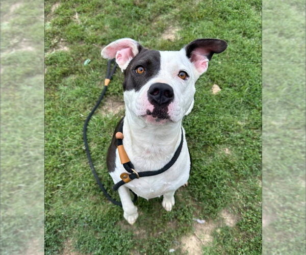 Medium Photo #4 Mutt Puppy For Sale in Evansville, IN, USA