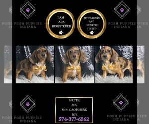Dachshund Puppy for sale in WARSAW, IN, USA