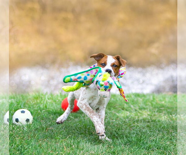 Medium Photo #7 Mutt Puppy For Sale in Unionville, PA, USA