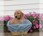 Small Photo #24 English Cream Golden Retriever Puppy For Sale in ATHENS, WI, USA