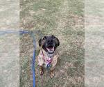 Small #6 Holland Shepherd Mix
