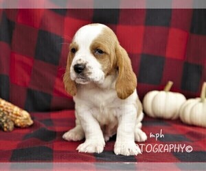 Basset Hound Puppy for sale in LIBERTY, KY, USA